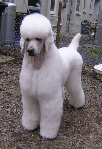 poodle german trim