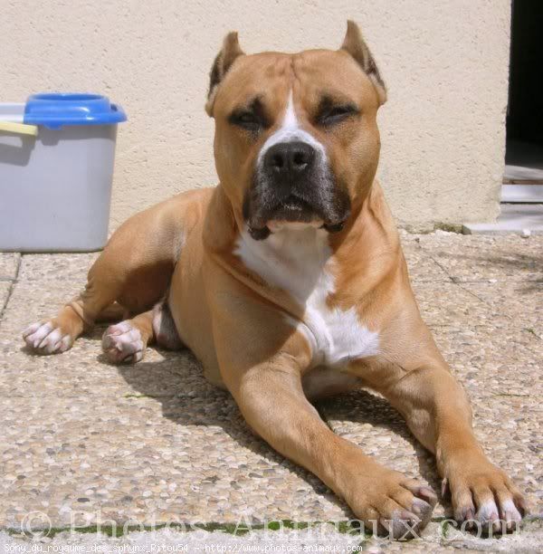 StaffordshireTerrier1.jpg