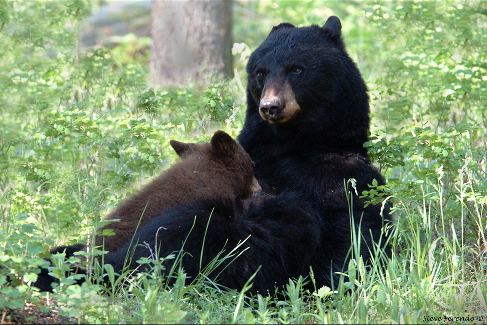 bear nursing