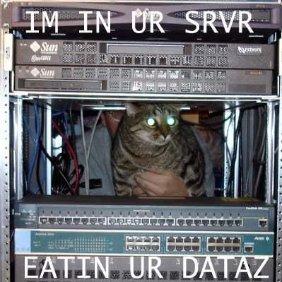 servercat.jpg