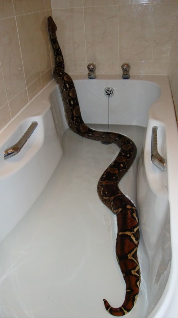 Bathing snakes How often do you do it ? Reptile Forums