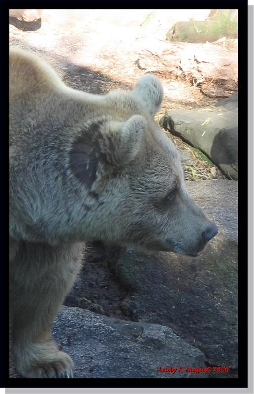 IMAGE: http://i80.photobucket.com/albums/j164/swaybee/zoo/IMG_4684.jpg