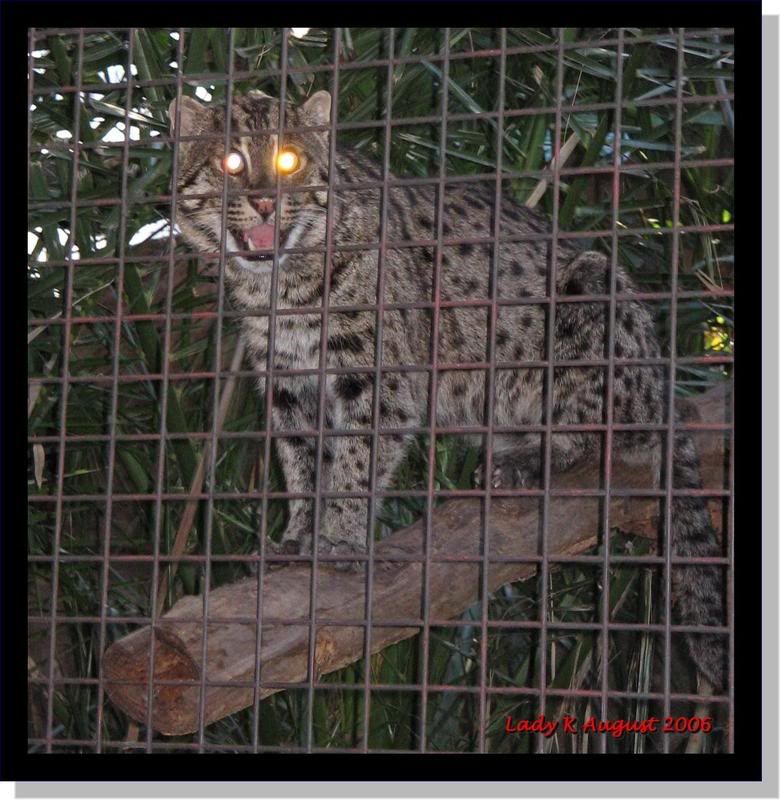 IMAGE: http://i80.photobucket.com/albums/j164/swaybee/zoo/IMG_4690.jpg