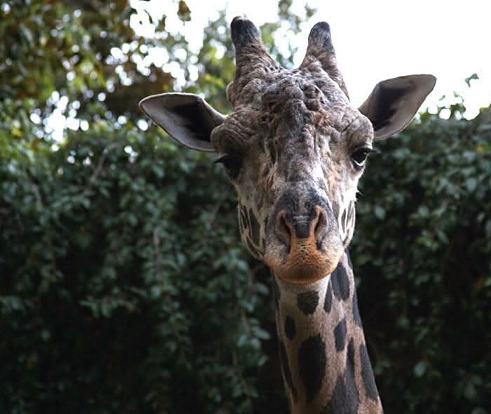 IMAGE: http://i80.photobucket.com/albums/j165/thisnamztaken/30DGiraffe102.jpg