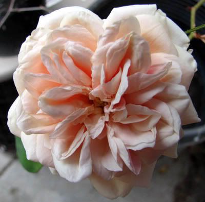 IMAGE: http://i80.photobucket.com/albums/j165/thisnamztaken/BouquetdOr039copyemail.jpg