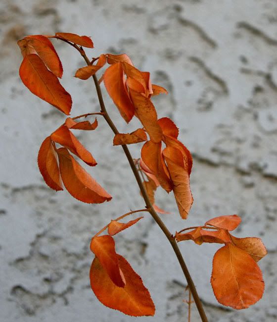 IMAGE: http://i80.photobucket.com/albums/j165/thisnamztaken/DeadRoseStem019.jpg