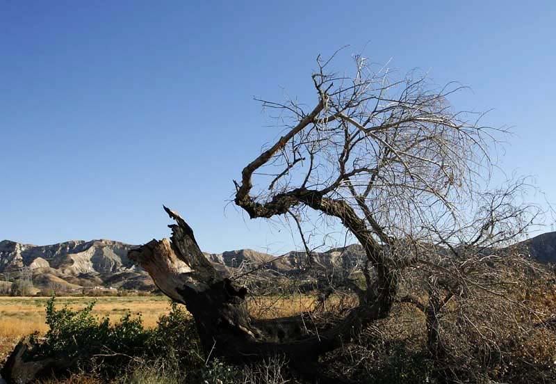 IMAGE: http://i80.photobucket.com/albums/j165/thisnamztaken/FallenTree022.jpg