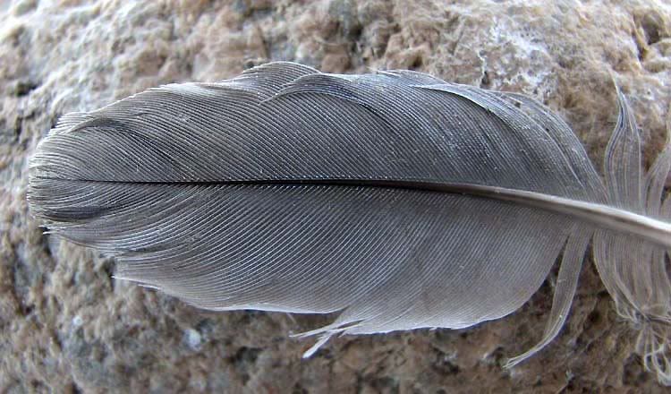 IMAGE: http://i80.photobucket.com/albums/j165/thisnamztaken/FishFeather014.jpg