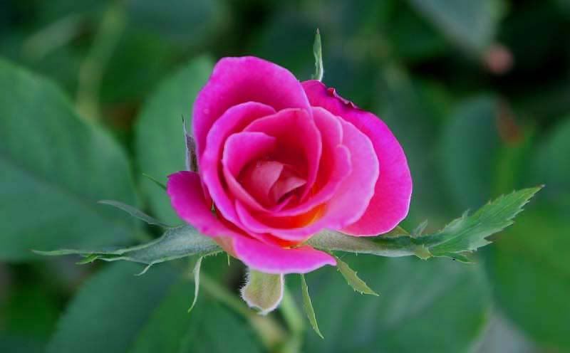 IMAGE: http://i80.photobucket.com/albums/j165/thisnamztaken/Granada038.jpg