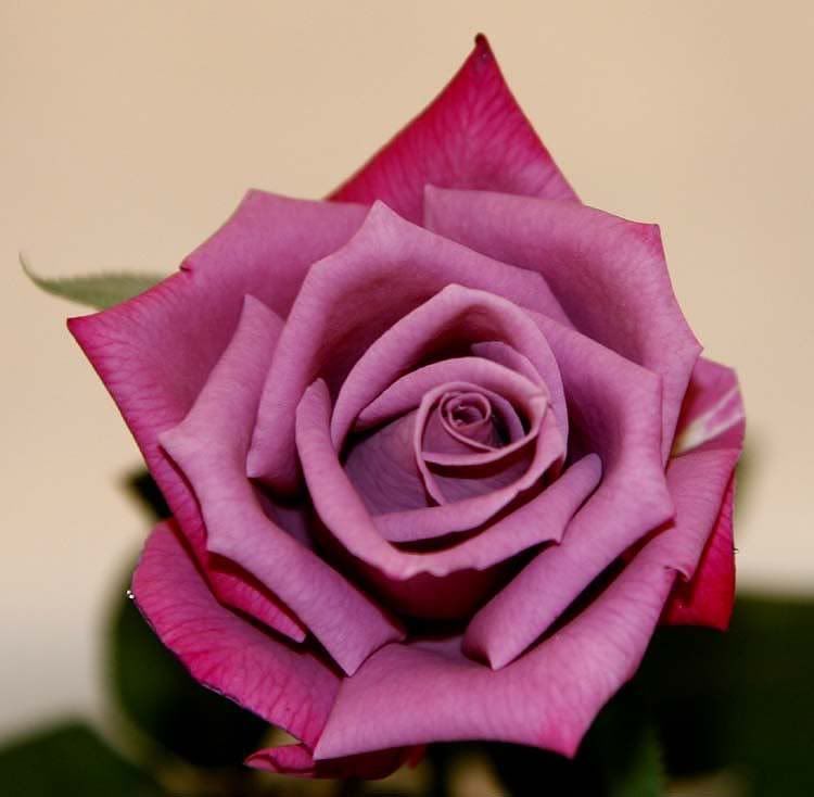 IMAGE: http://i80.photobucket.com/albums/j165/thisnamztaken/PurpleRose006.jpg