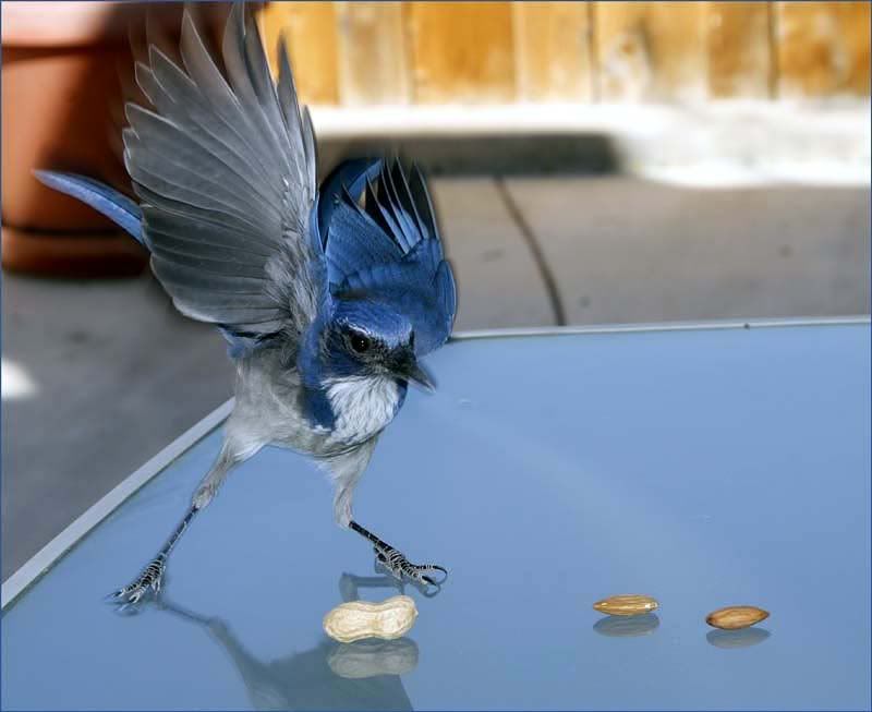 IMAGE: http://i80.photobucket.com/albums/j165/thisnamztaken/ScrubJay030web.jpg