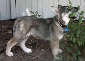 dog1.jpg