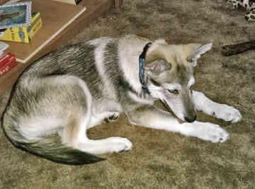 dog3.jpg