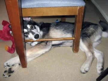 dog4.jpg