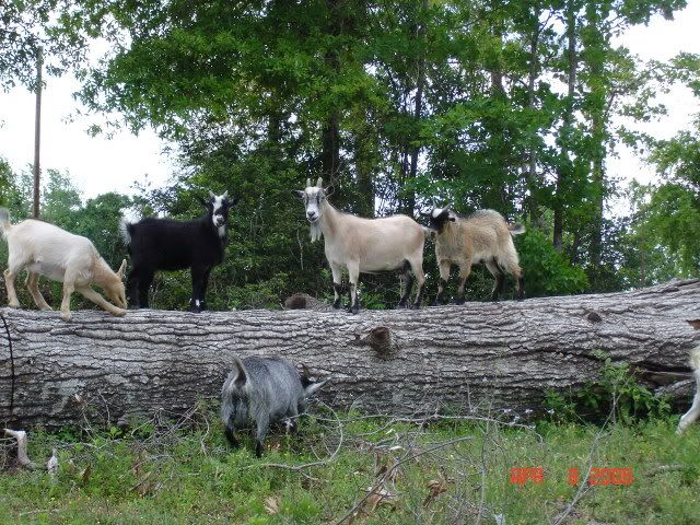 Who has Kinders? - Goats