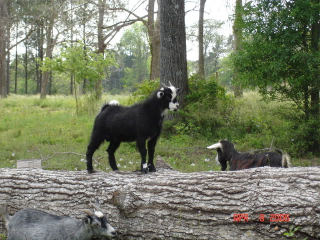 Who has Kinders? - Goats