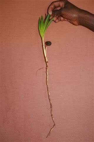Coryphaplantuleentire.jpg