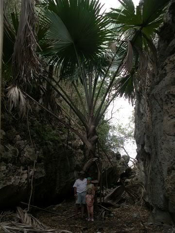 palmierganttsingy2.jpg