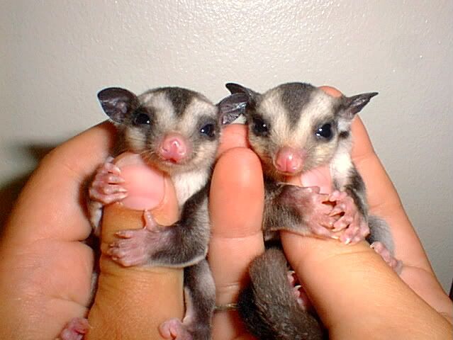 Image result for sugar gliders