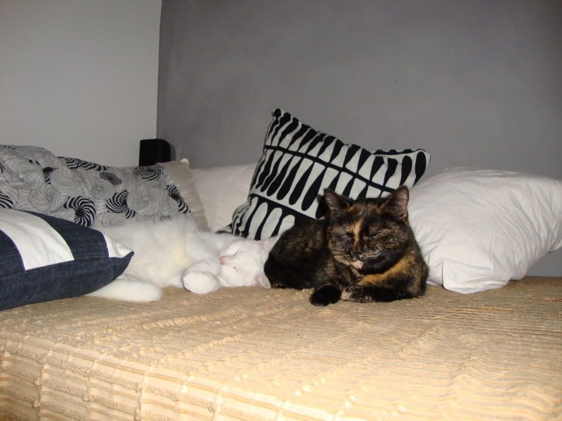 DSC00667.jpg