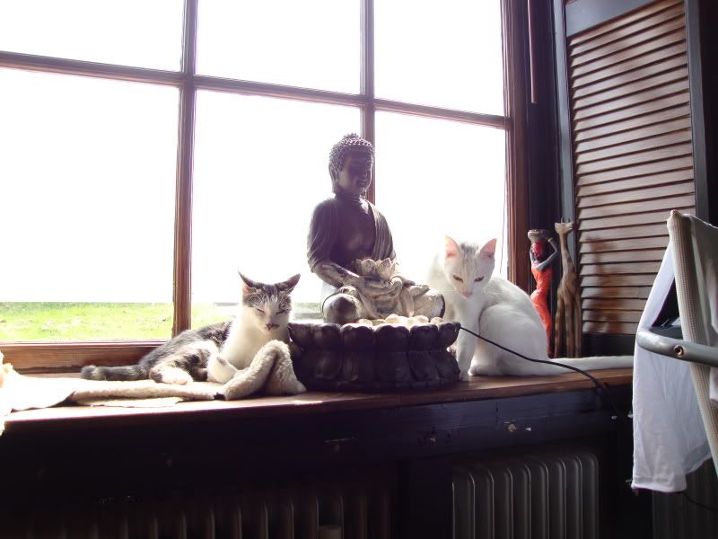 DSC01003.jpg