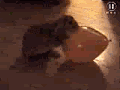 humpbunny.gif