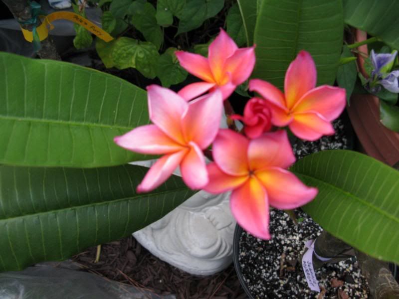 Jeannie Moragne photo IMG_0226_zpsca7150b2.jpg