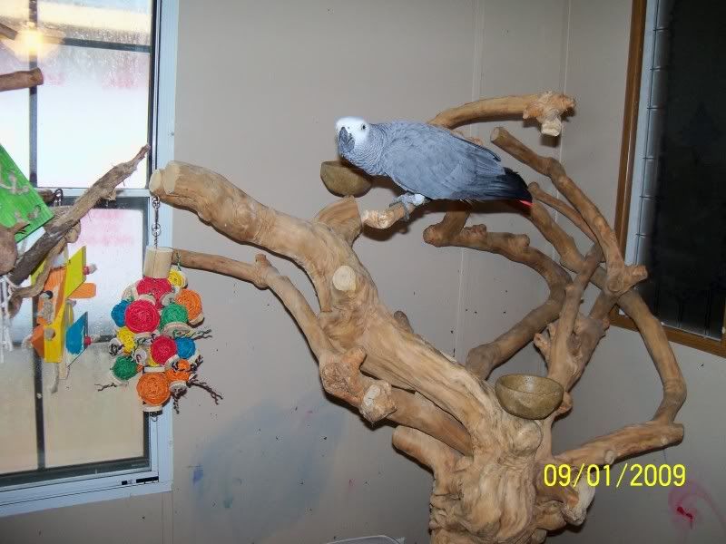 java trees from Kathiepic heavy Avian Avenue Parrot Forum