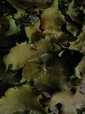 leafy lichen