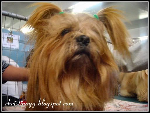 apso lhasa dog. Lhasa Apso are an all weather