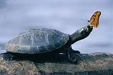 th_47ce75515409b101_animal.jpg
