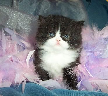 Black and white kitten. Pictures, Images and Photos