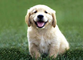 golden-retriever-puppy.jpg