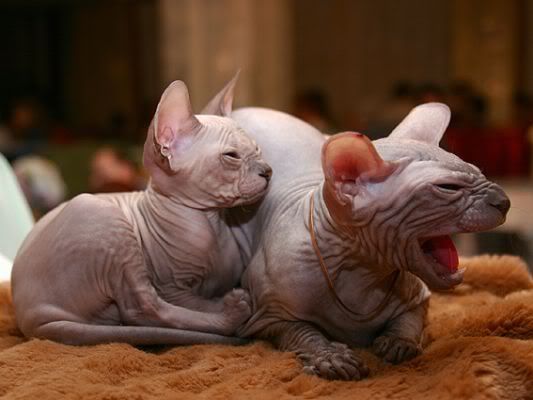 Hairless cats Love or hate? Hairless Cat In Sweater. Hairless cats Love or hate?