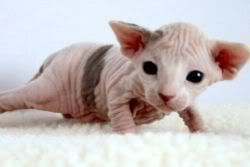 Hairless kitten Pictures, Images and Photos