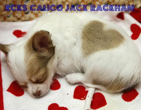 RCKs Calico Jack Rackham