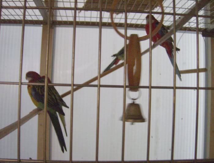 Parrots in the hotel!
