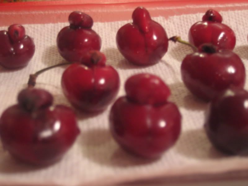 closeup side view cherries with bumps on top