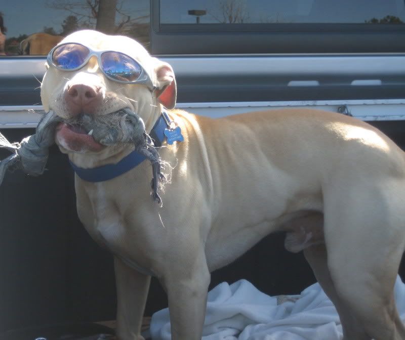 dog in sunglasses with chew toy in truck