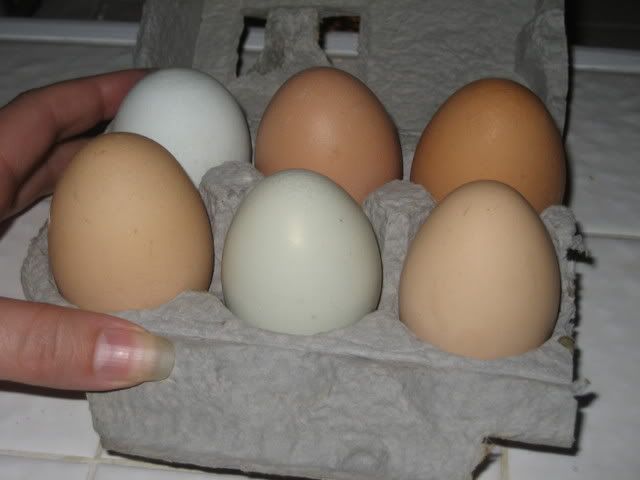 varicolored eggs