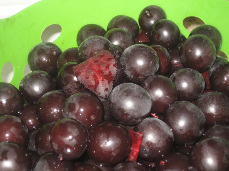 plum closeup with a purple leaf