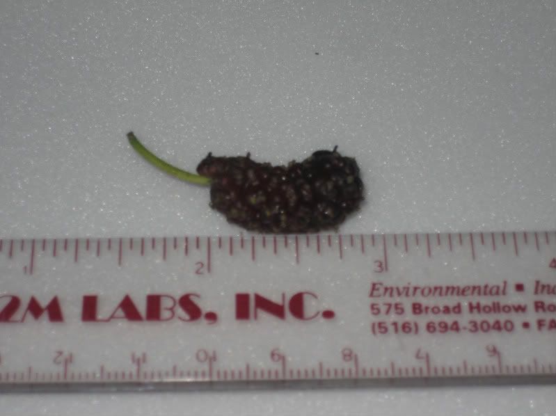 normal sized 3/4 inch mulberry