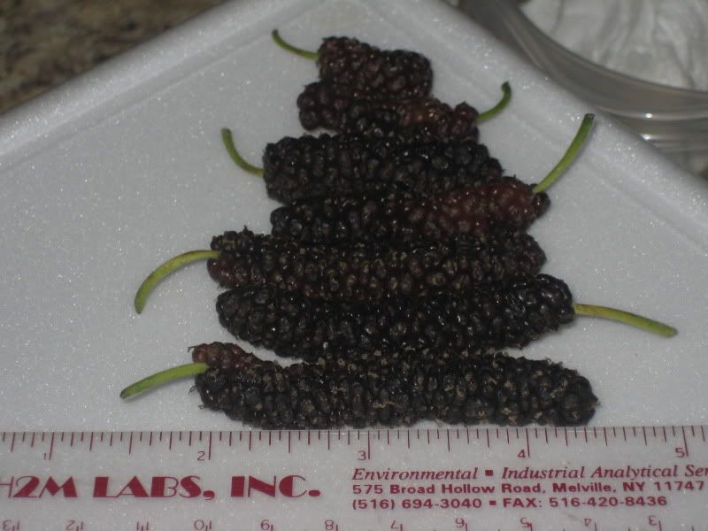 freakishly long 3 inch mulberries