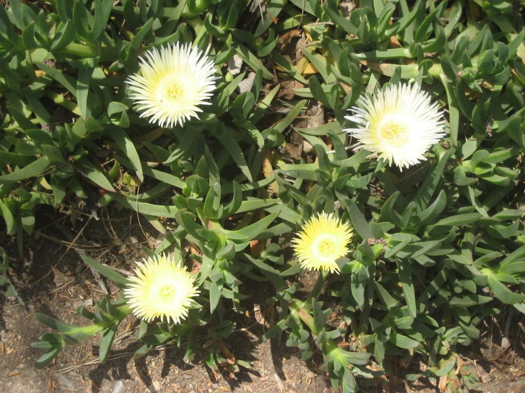 Iceplant with 4 yellow spiky blooms