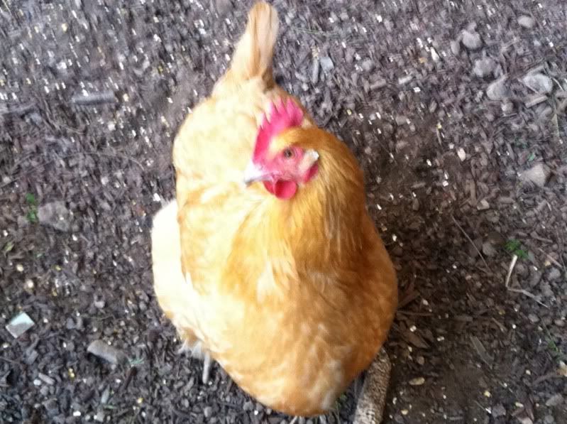 chicken with reddish-tan feathers