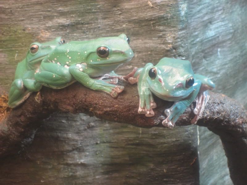 green frogs with red toes