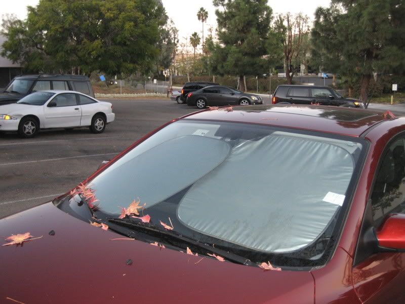 leaves fallen on car