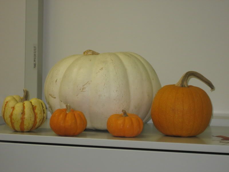 big and small pumpkins in white and orange