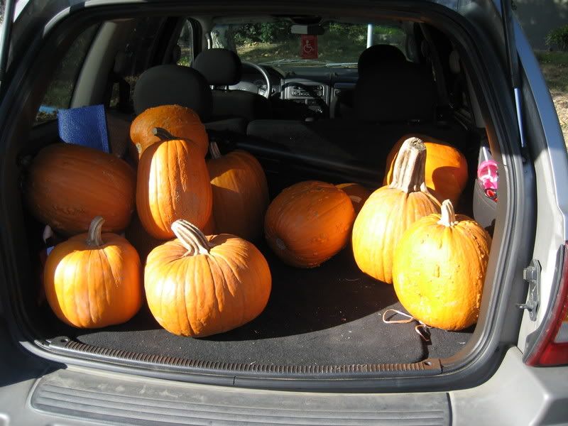 pumpkins with large stems in SUV hatch