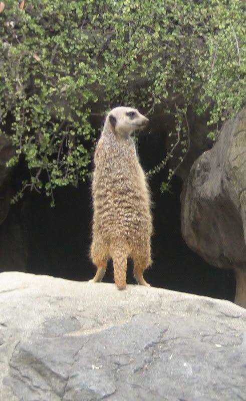 LA Zoo meercat on alert